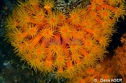 Dendrophyllia sp-Moga Island Jetty Hoga-3m-20180529nuit-Denis-ADER-DSC_2077_tn
